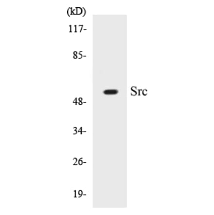 Western Blot - Src Cell Based ELISA Kit (CB5649) - Antibodies.com