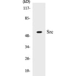 Western Blot - Src Cell Based ELISA Kit (CB5649) - Antibodies.com