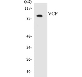 Western Blot - VCP Cell Based ELISA Kit (CB5720) - Antibodies.com