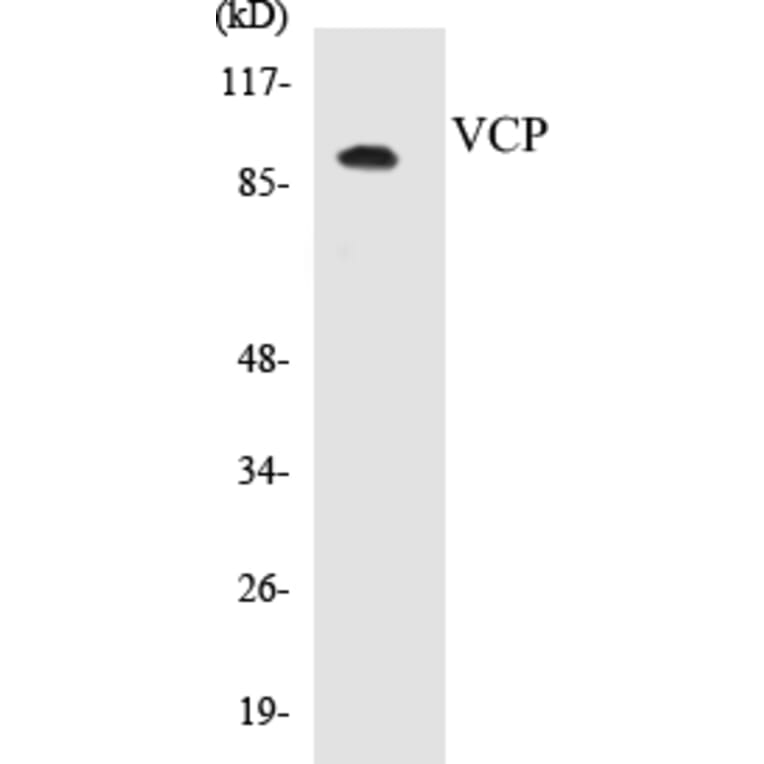 Western Blot - VCP Cell Based ELISA Kit (CB5720) - Antibodies.com