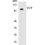 Western Blot - VCP Cell Based ELISA Kit (CB5720) - Antibodies.com