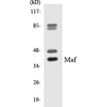 Western Blot - Maf Cell Based ELISA Kit (CB5801) - Antibodies.com