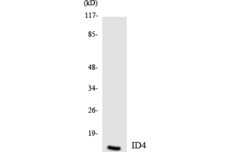 Western Blot - ID4 Cell Based ELISA Kit (CB5896) - Antibodies.com