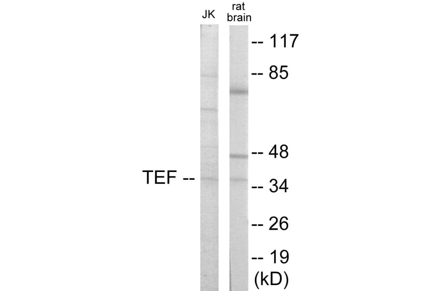 Western Blot - TEF Cell Based ELISA Kit (CB5972) - Antibodies.com