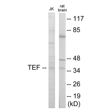 Western Blot - TEF Cell Based ELISA Kit (CB5972) - Antibodies.com