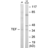 Western Blot - TEF Cell Based ELISA Kit (CB5972) - Antibodies.com