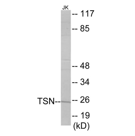 Western Blot - TSN Cell Based ELISA Kit (CB6024) - Antibodies.com