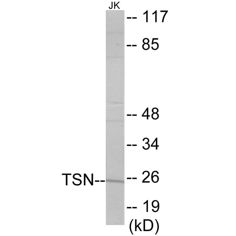 Western Blot - TSN Cell Based ELISA Kit (CB6024) - Antibodies.com