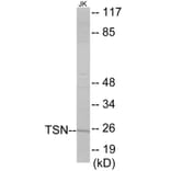Western Blot - TSN Cell Based ELISA Kit (CB6024) - Antibodies.com