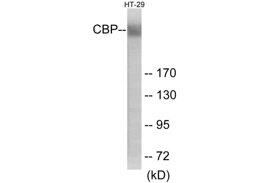 Western Blot - CBP Cell Based ELISA Kit (CB6146) - Antibodies.com