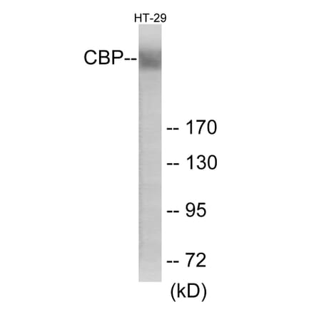 Western Blot - CBP Cell Based ELISA Kit (CB6146) - Antibodies.com