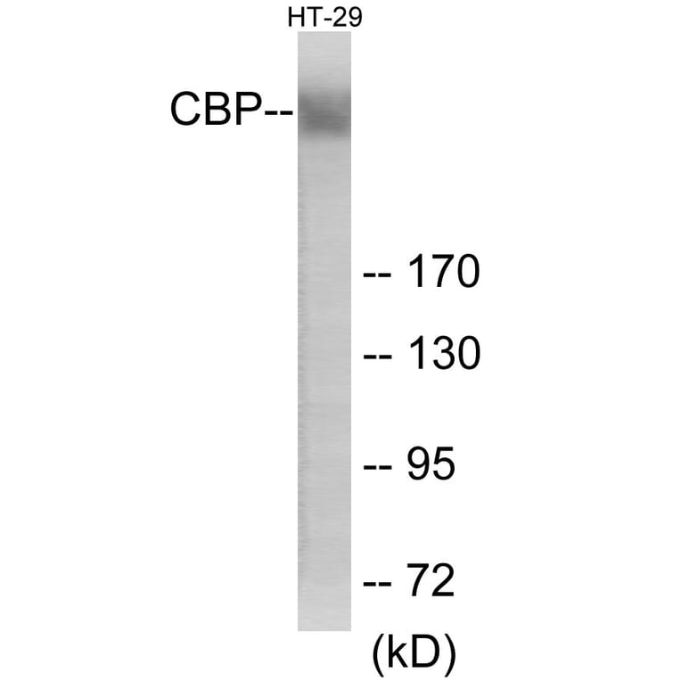 Western Blot - CBP Cell Based ELISA Kit (CB6146) - Antibodies.com