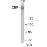 Western Blot - CBP Cell Based ELISA Kit (CB6146) - Antibodies.com