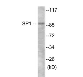 Western Blot - SP1 Cell Based ELISA Kit (CB6157) - Antibodies.com