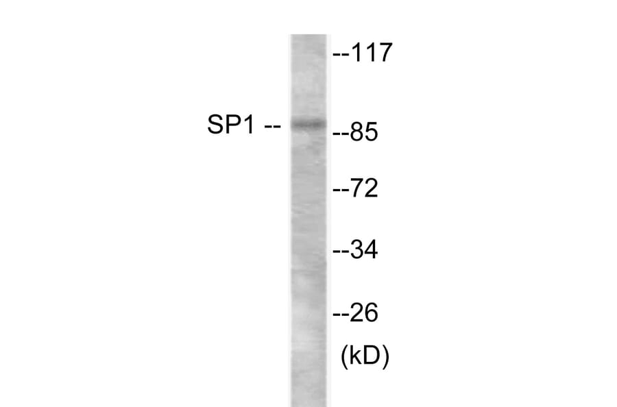 Western Blot - SP1 Cell Based ELISA Kit (CB6157) - Antibodies.com