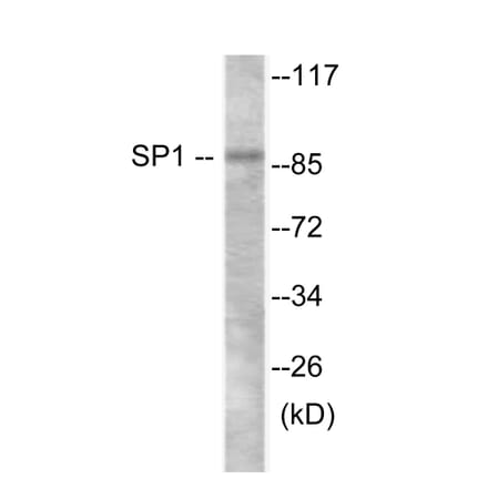 Western Blot - SP1 Cell Based ELISA Kit (CB6157) - Antibodies.com