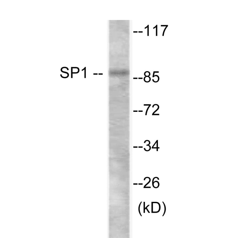 Western Blot - SP1 Cell Based ELISA Kit (CB6157) - Antibodies.com