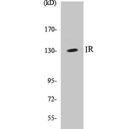 Western Blot - IR Cell Based ELISA Kit (CB5376) - Antibodies.com