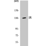 Western Blot - IR Cell Based ELISA Kit (CB5376) - Antibodies.com