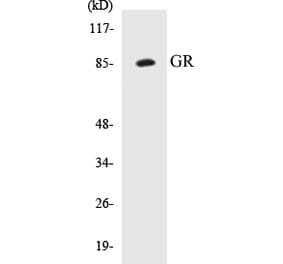 Western Blot - GR Cell Based ELISA Kit (CB5302) - Antibodies.com