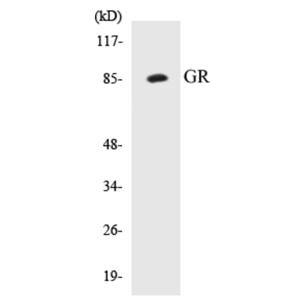 Western Blot - GR Cell Based ELISA Kit (CB5302) - Antibodies.com