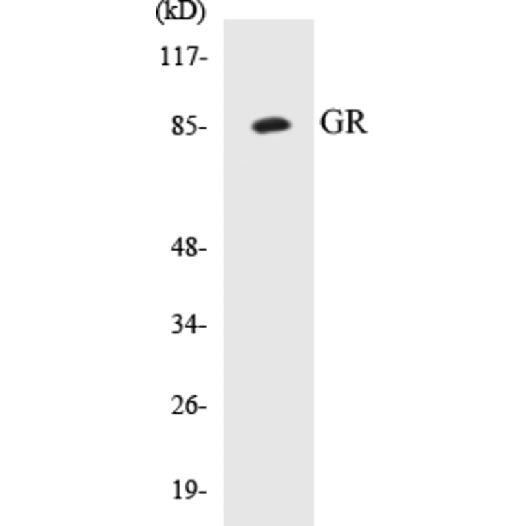 Western Blot - GR Cell Based ELISA Kit (CB5302) - Antibodies.com