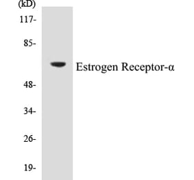 Western Blot - Estrogen Receptor alpha Cell Based ELISA Kit (CB5249) - Antibodies.com