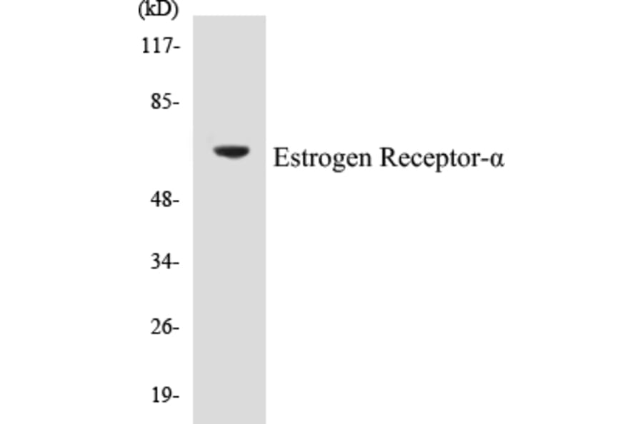 Western Blot - Estrogen Receptor alpha Cell Based ELISA Kit (CB5249) - Antibodies.com