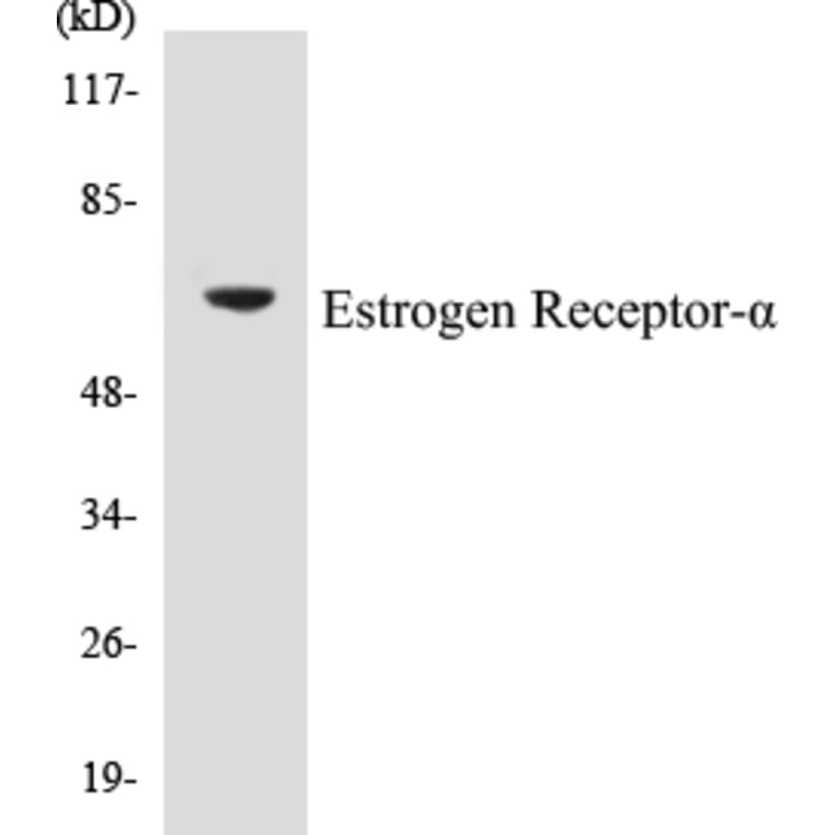 Western Blot - Estrogen Receptor alpha Cell Based ELISA Kit (CB5249) - Antibodies.com