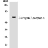 Western Blot - Estrogen Receptor alpha Cell Based ELISA Kit (CB5249) - Antibodies.com