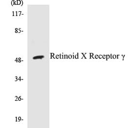 Western Blot - Retinoid X Receptor? Cell Based ELISA Kit (CB5609) - Antibodies.com