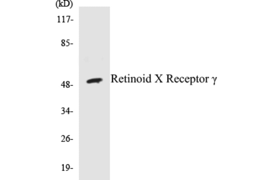 Western Blot - Retinoid X Receptorγ Cell Based ELISA Kit (CB5609) - Antibodies.com