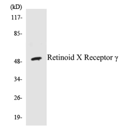 Western Blot - Retinoid X Receptor? Cell Based ELISA Kit (CB5609) - Antibodies.com