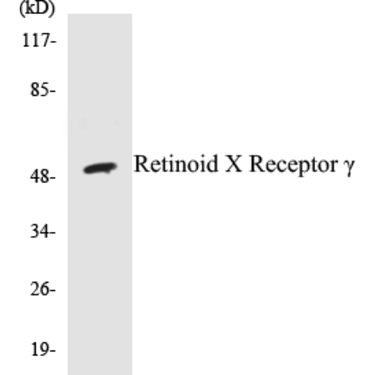 Western Blot - Retinoid X Receptorγ Cell Based ELISA Kit (CB5609) - Antibodies.com
