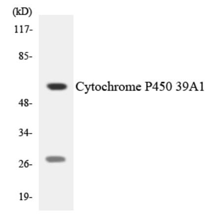 Western Blot - Cytochrome P45 039A1 Cell Based ELISA Kit (CB6139) - Antibodies.com