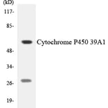 Western Blot - Cytochrome P45 039A1 Cell Based ELISA Kit (CB6139) - Antibodies.com