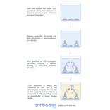 Protocol Diagram - Cytochrome P45 039A1 Cell-Based ELISA Kit (CB6139) - Antibodies.com