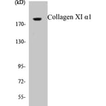 Western Blot - Collagen XI alpha 1 Cell Based ELISA Kit (CB5159) - Antibodies.com