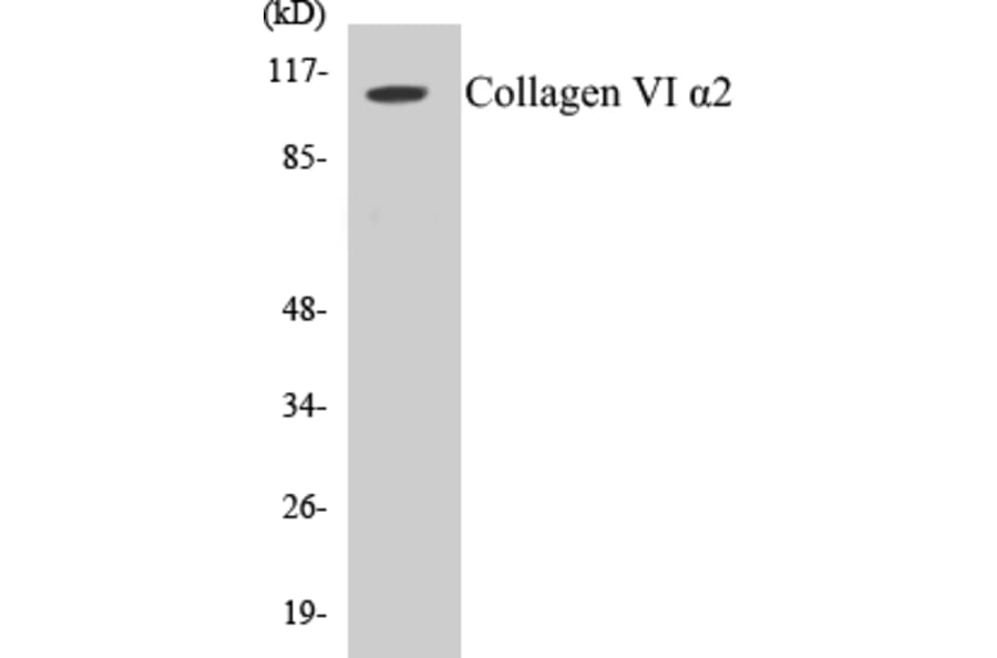 Western Blot - Collagen VI alpha 2 Cell Based ELISA Kit (CB5158) - Antibodies.com