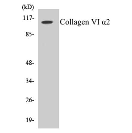 Western Blot - Collagen VI alpha 2 Cell Based ELISA Kit (CB5158) - Antibodies.com