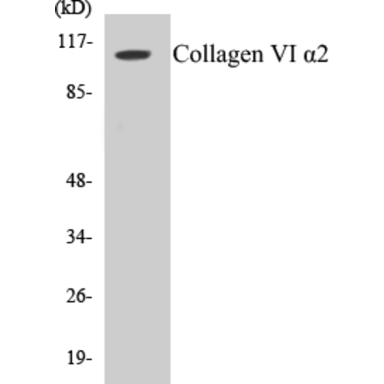 Western Blot - Collagen VI alpha 2 Cell Based ELISA Kit (CB5158) - Antibodies.com