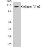 Western Blot - Collagen VI alpha 2 Cell Based ELISA Kit (CB5158) - Antibodies.com