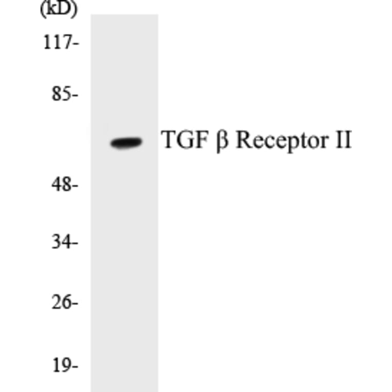 Western Blot - TGF beta ReceptorII Cell Based ELISA Kit (CB5682) - Antibodies.com