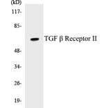 Western Blot - TGF beta ReceptorII Cell Based ELISA Kit (CB5682) - Antibodies.com