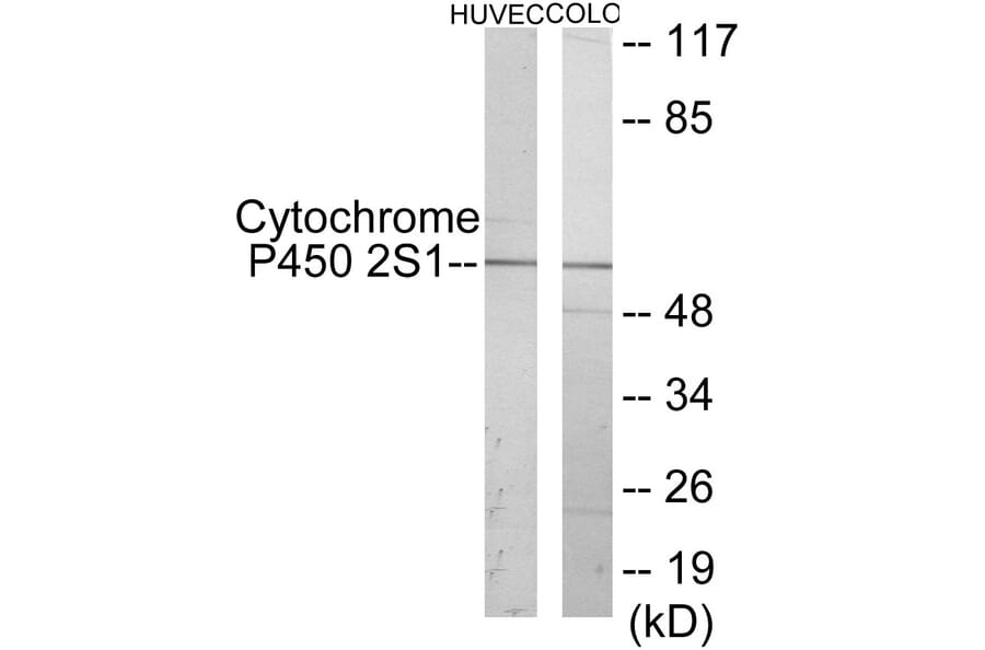 Western Blot - Cytochrome P45 02S1 Cell Based ELISA Kit (CB6135) - Antibodies.com