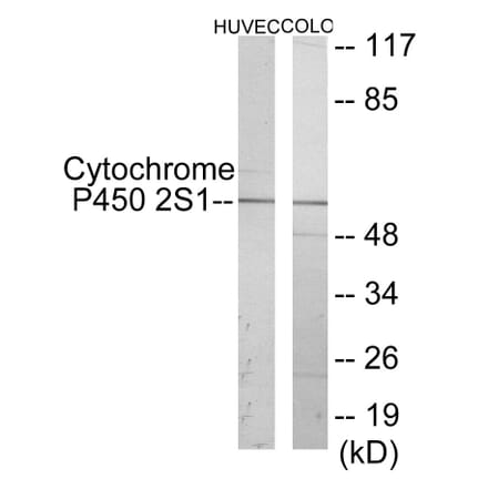Western Blot - Cytochrome P45 02S1 Cell Based ELISA Kit (CB6135) - Antibodies.com