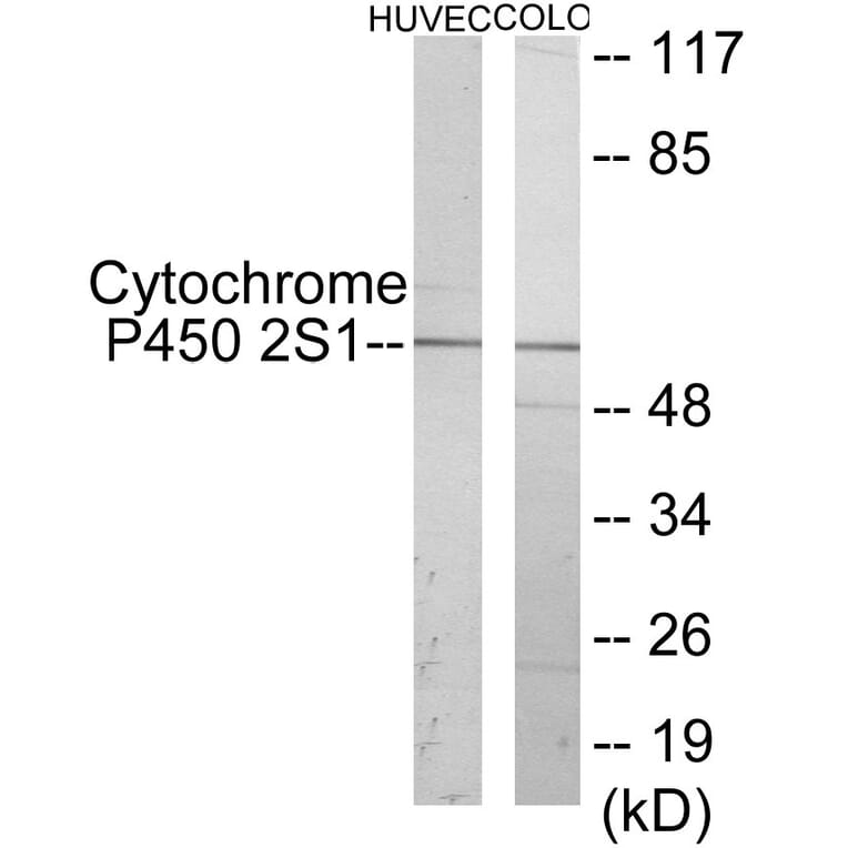 Western Blot - Cytochrome P45 02S1 Cell Based ELISA Kit (CB6135) - Antibodies.com