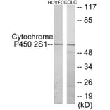 Western Blot - Cytochrome P45 02S1 Cell Based ELISA Kit (CB6135) - Antibodies.com