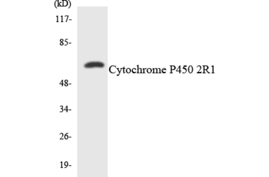 Western Blot - Cytochrome P4502R1 Cell Based ELISA Kit (CB6134) - Antibodies.com