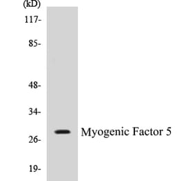 Western Blot - Myogenic Factor 5 Cell Based ELISA Kit (CB5477) - Antibodies.com